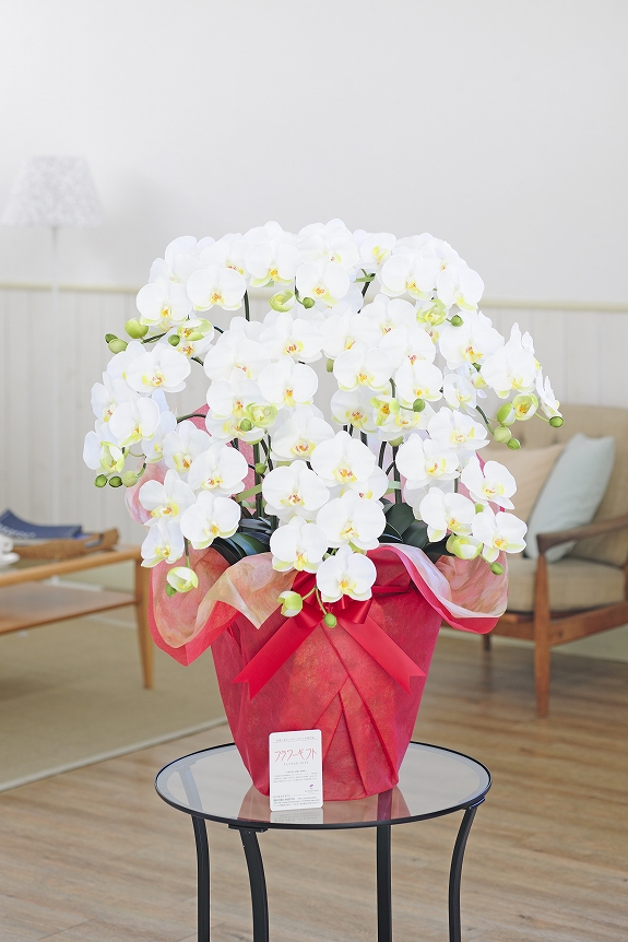 <p>花の微妙な感じ、根っこ、葉などもそっくりです。</p>